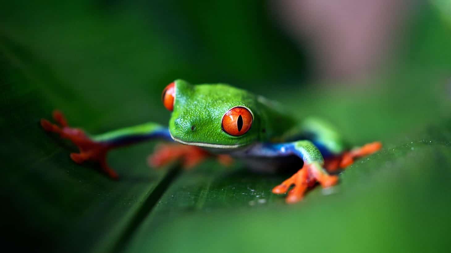 Carbon Fund Frog Image